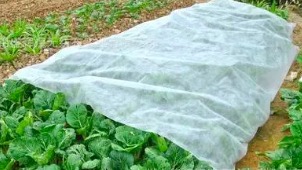 安庆农用无纺布在温室蔬菜培养中得到了广泛的运用。